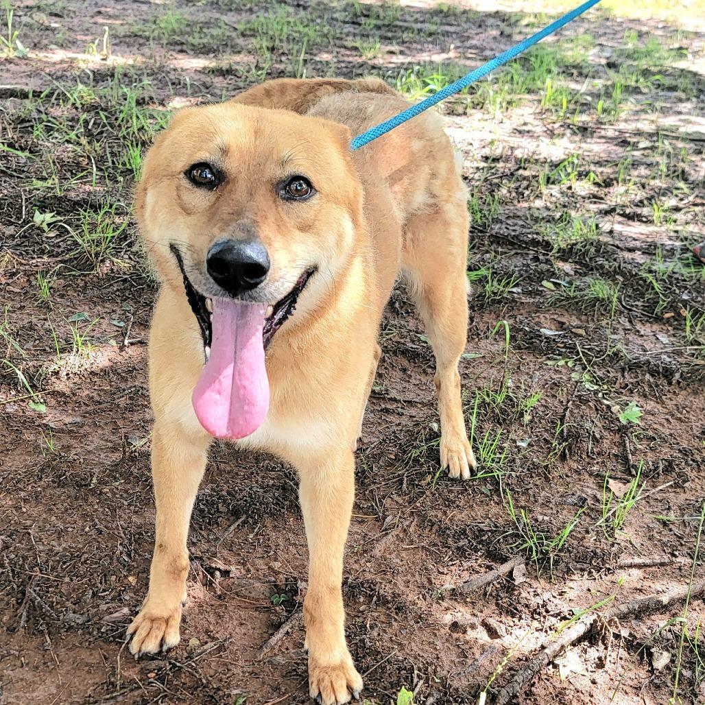 Conway, a Adoptable mixed breed in Valley, AL image 2/6