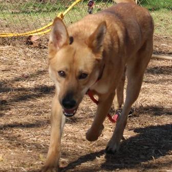 Conway, a Adoptable mixed breed in Valley, AL image 2/3