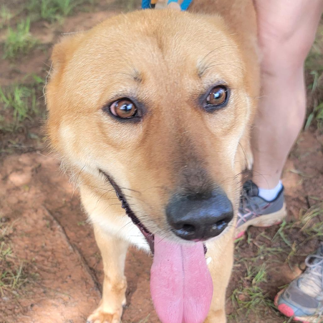 Conway, a Adoptable mixed breed in Valley, AL image 4/6