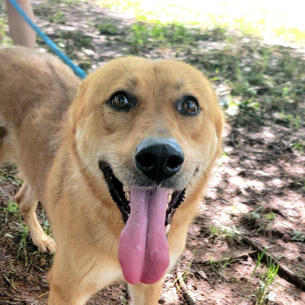 Conway, a Adoptable mixed breed in Valley, AL image 5/6
