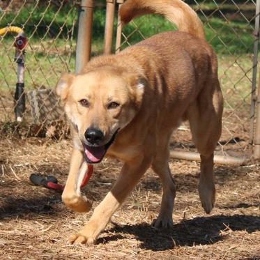 Conway, a Adoptable mixed breed in Valley, AL image 3/3
