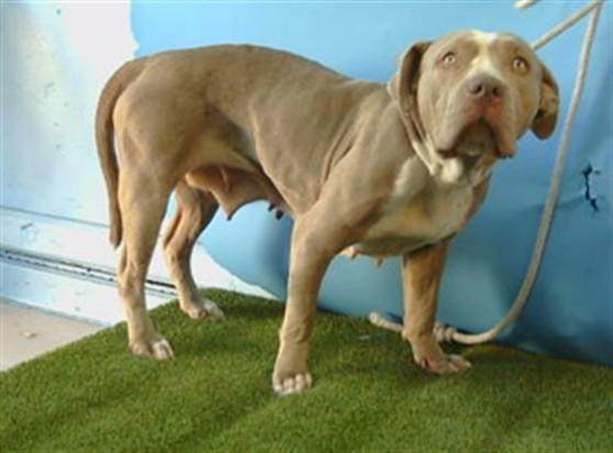 JULES, Adoptable, Adult Female Pit Bull Terrier & Mixed Breed.