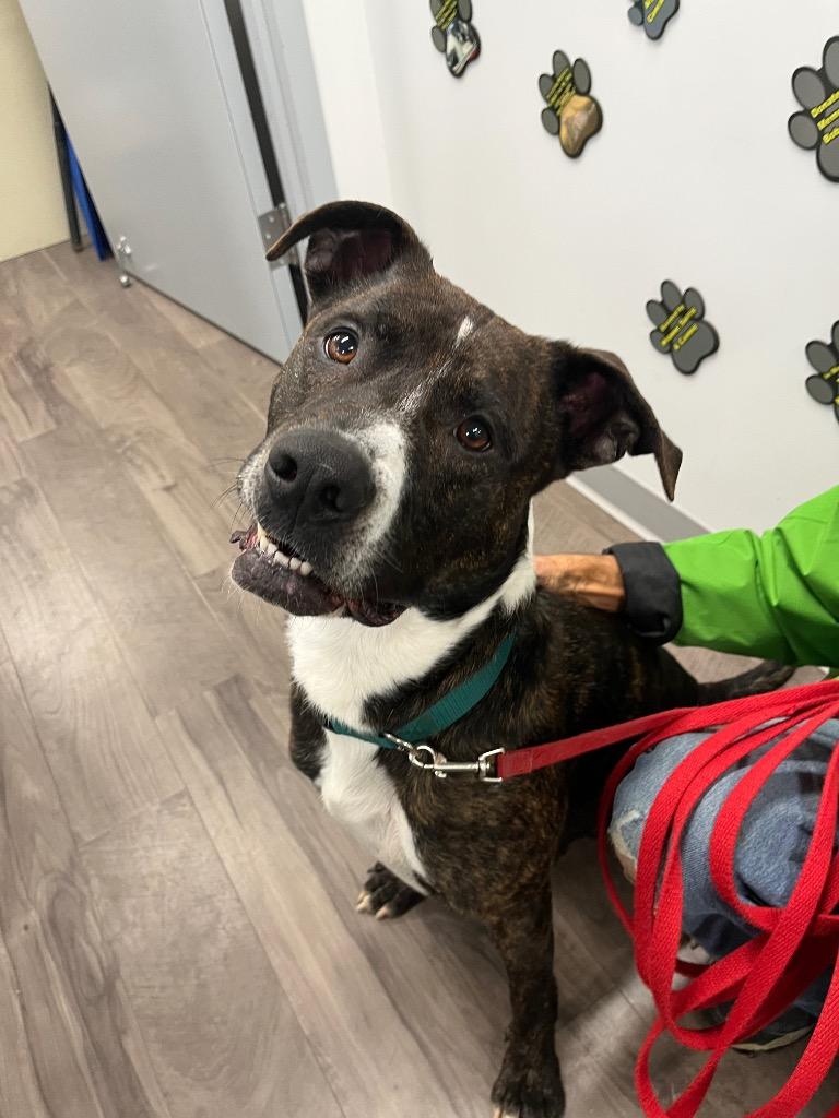 Perry, Adoptable, Adult Male Terrier & Mixed Breed.