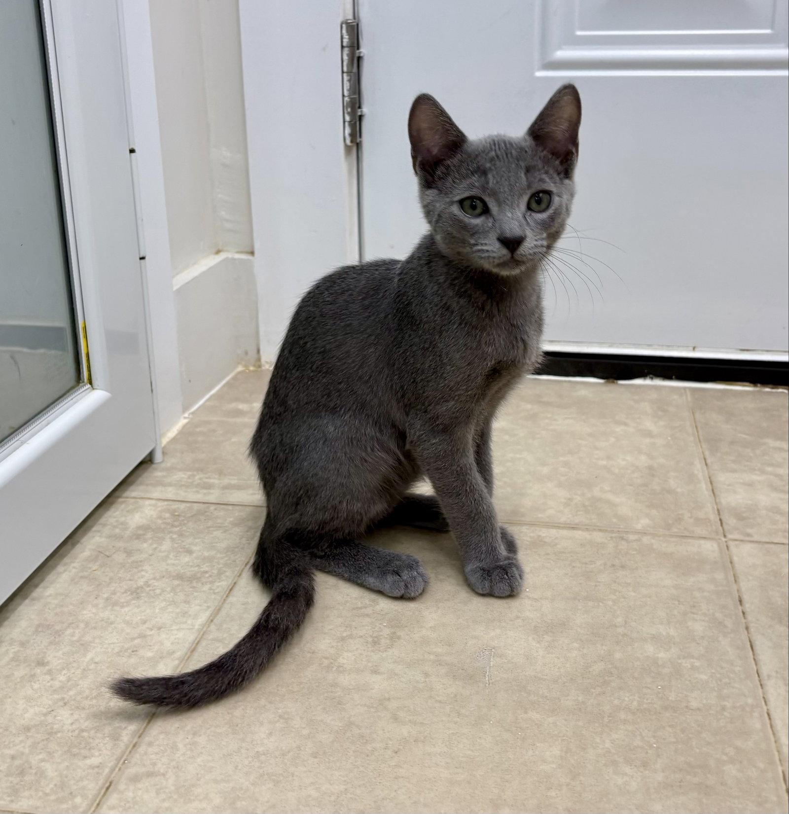 Enlarge Radar, a Adoptable Domestic Short Hair in Mc Cormick, SC image 2/3