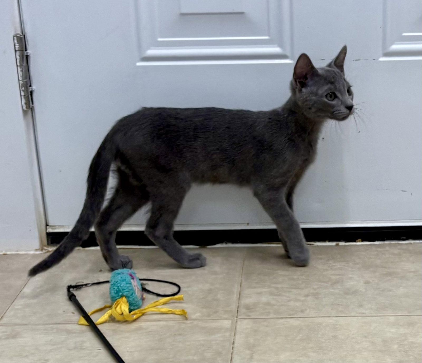 Enlarge Radar, a Adoptable Domestic Short Hair in Mc Cormick, SC image 3/3
