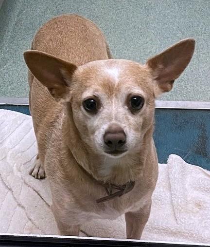 Enlarge Skippy A217325, an adopted Chihuahua in Plano, TX image 1/2