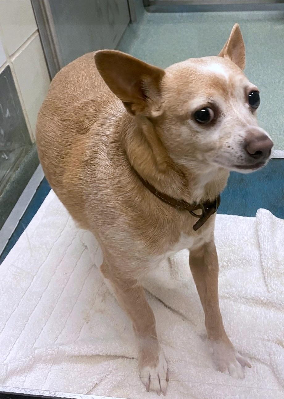 Enlarge Skippy A217325, an adopted Chihuahua in Plano, TX image 2/2