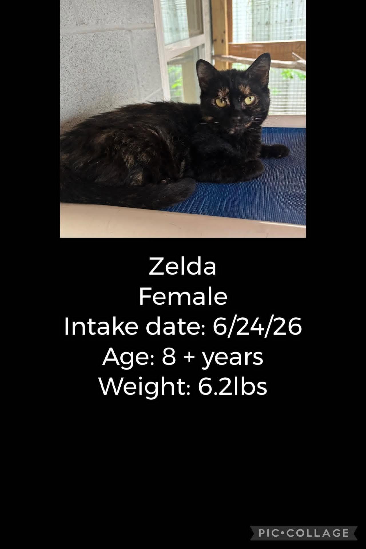 Zelda, Adopted, Senior Female Domestic Short Hair.
