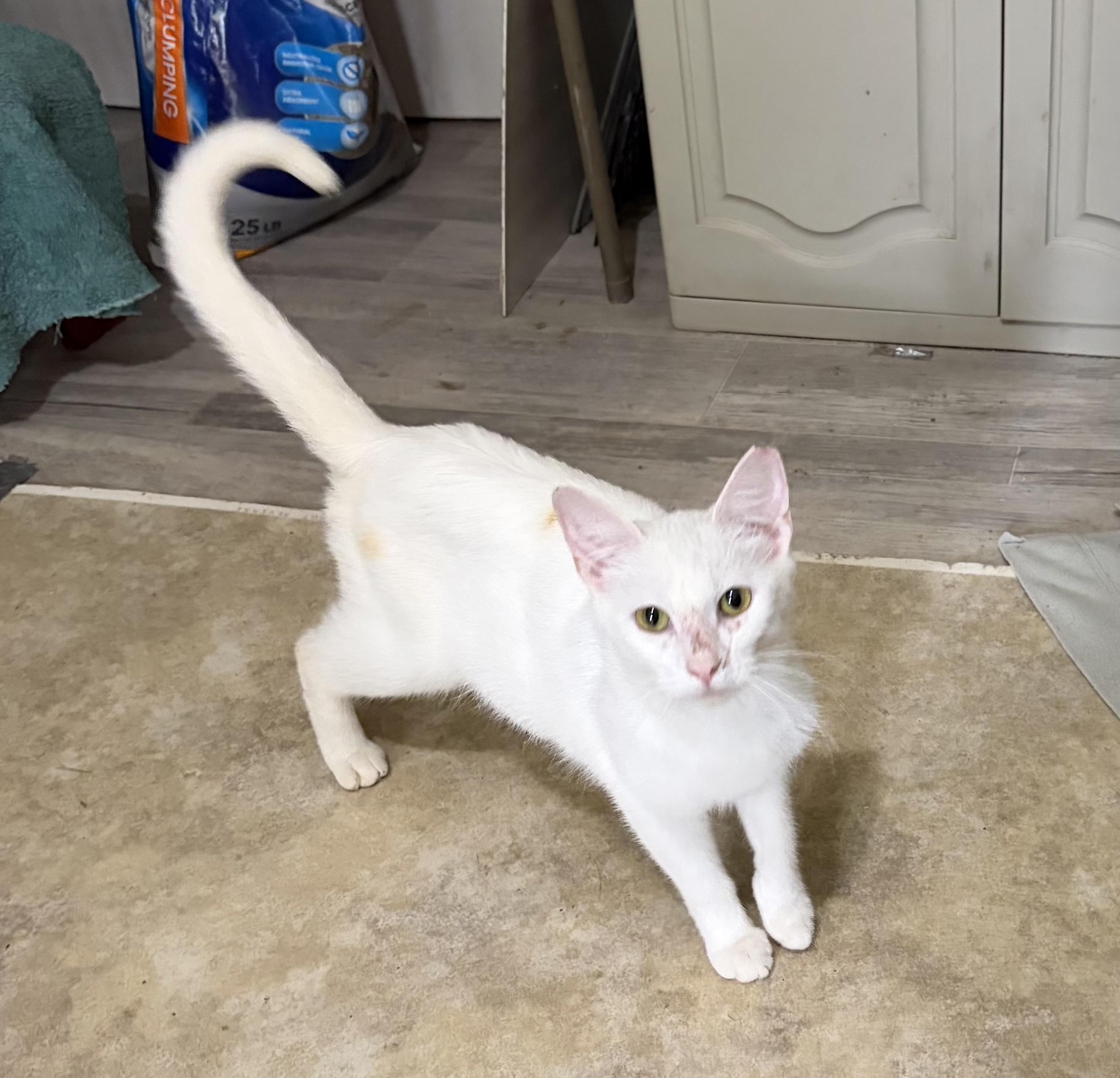 Enlarge Winnie, a Adoptable mixed breed in Plain City, OH image 3/4