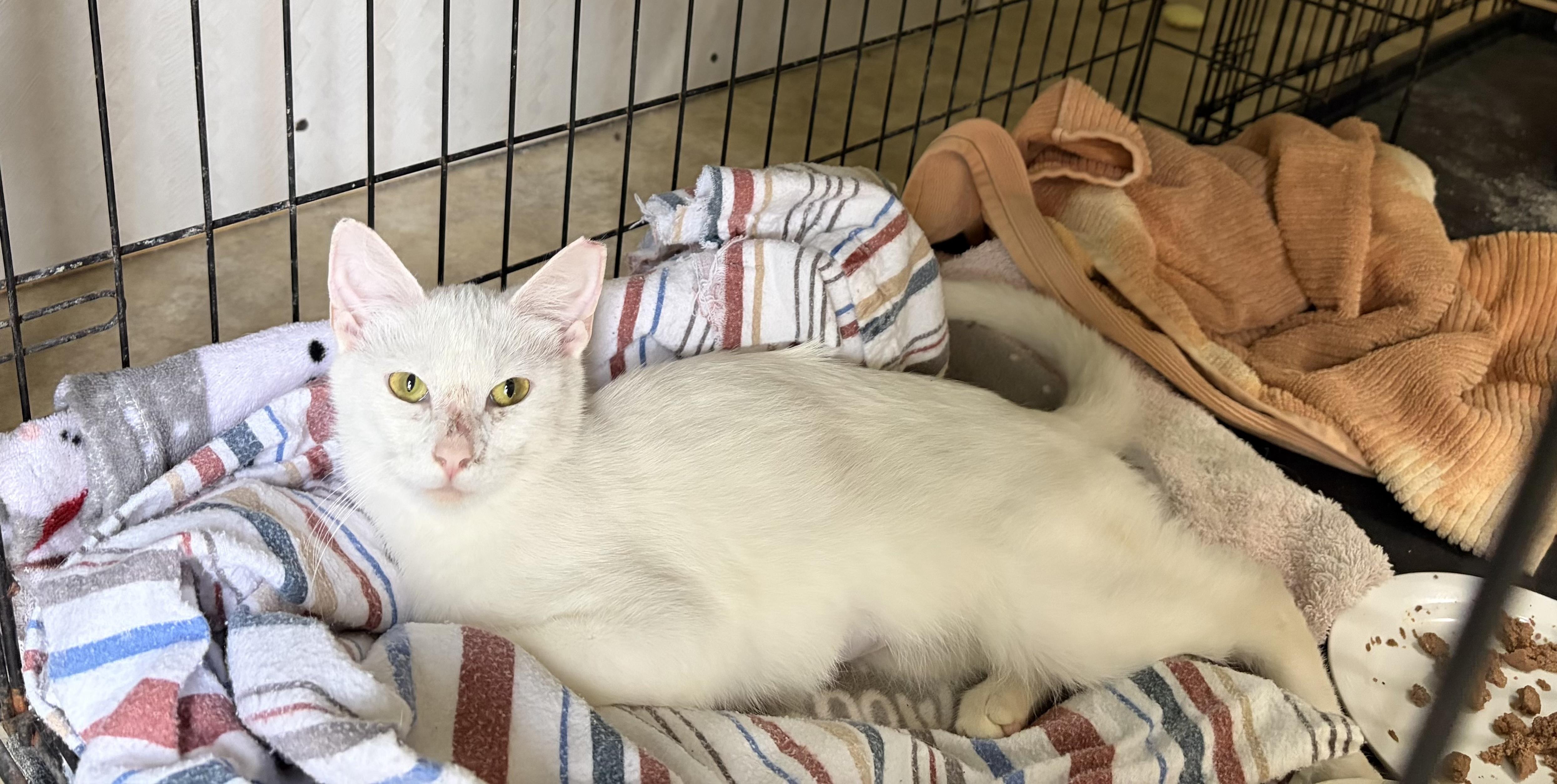 Winnie, Adoptable, Young Female Domestic Short Hair.