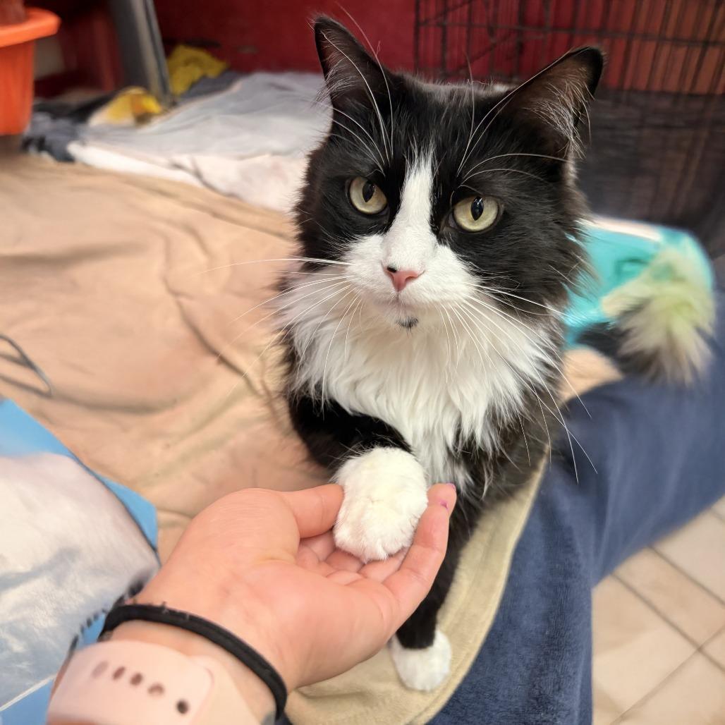 Laszlo, Adoptable, Adult Male Domestic Long Hair.