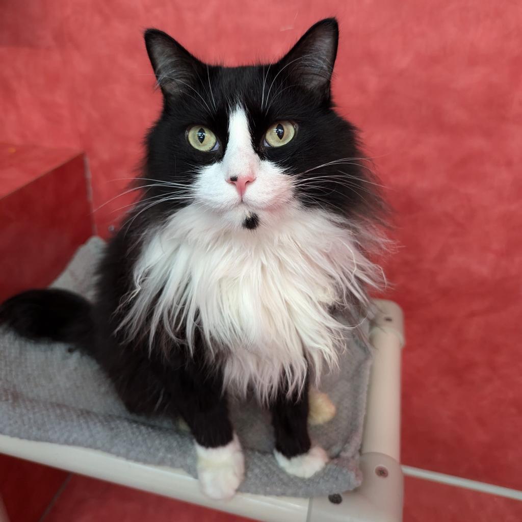 Laszlo, a Adoptable Domestic Long Hair in Austin, TX image 2/6