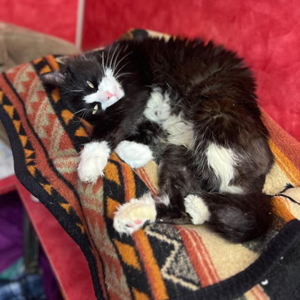 Laszlo, a Adoptable Domestic Long Hair in Austin, TX image 3/6