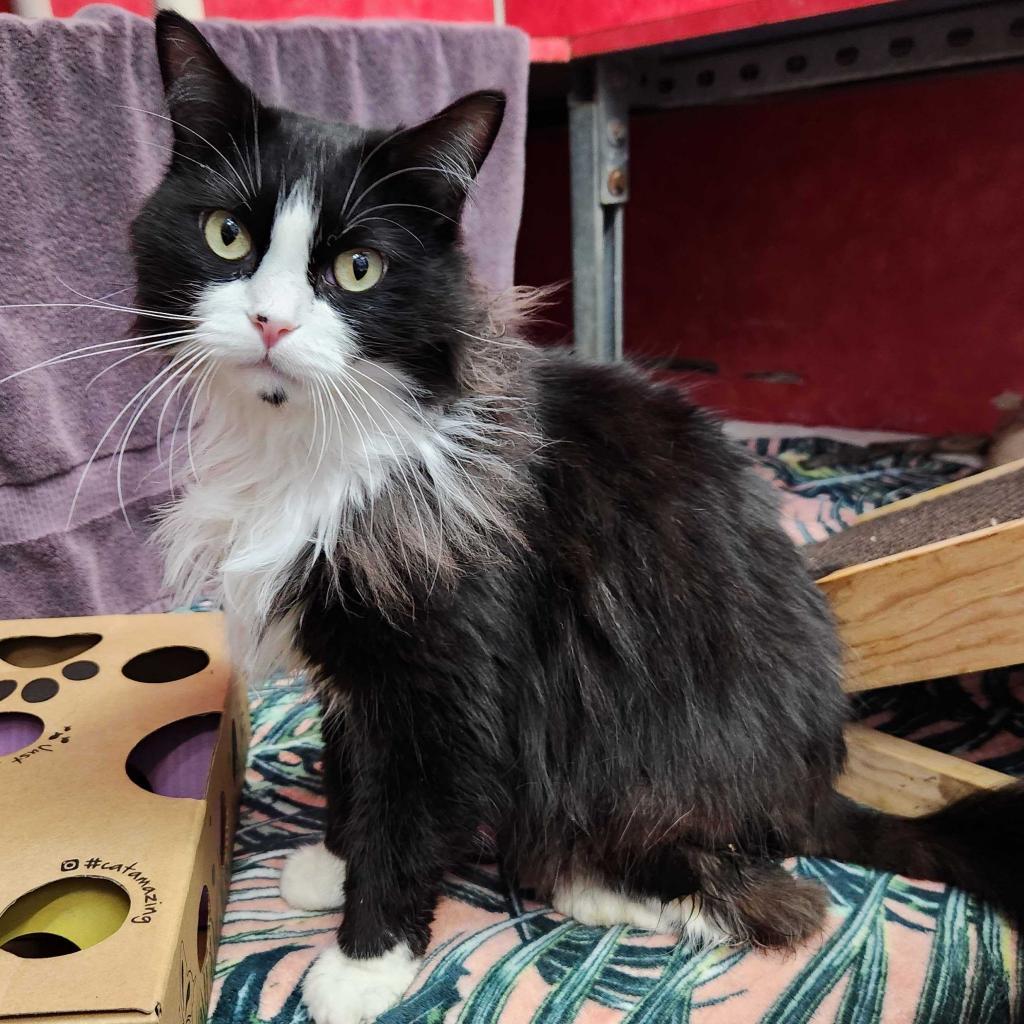 Laszlo, a Adoptable Domestic Long Hair in Austin, TX image 5/6