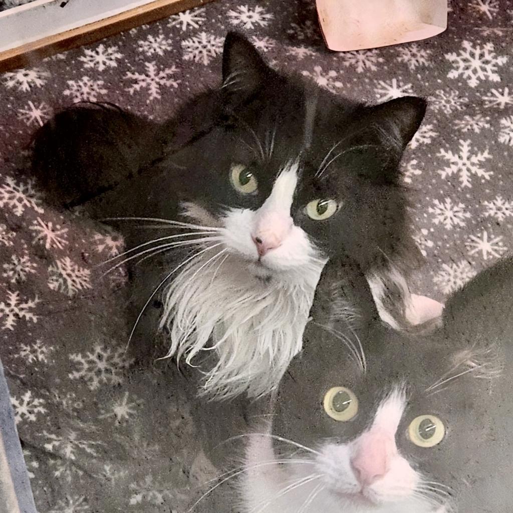 Laszlo, a Adoptable Domestic Long Hair in Austin, TX image 6/6