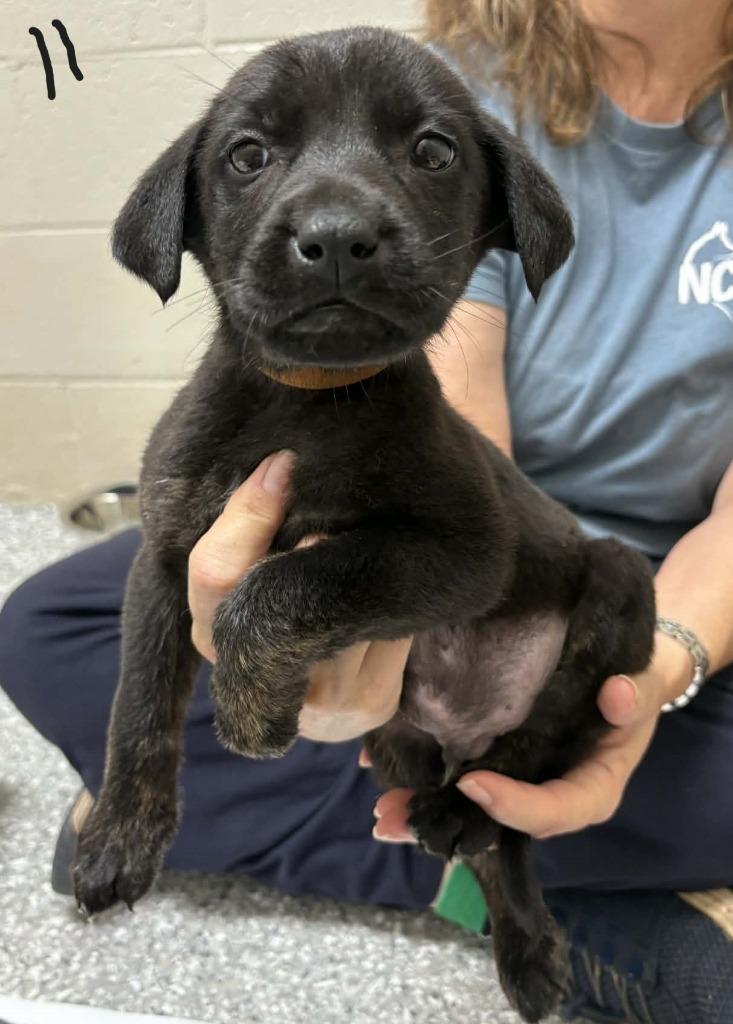 Byron, Adoptable, Puppy Male German Shepherd Dog & Labrador Retriever.