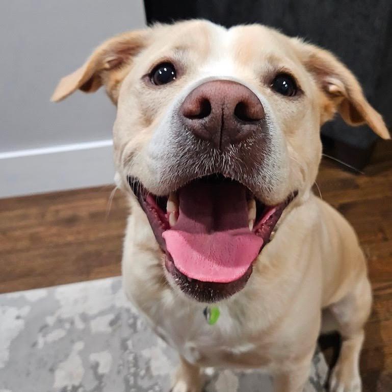Enlarge Bubba, a Adoptable mixed breed in Ferndale, MI image 3/4