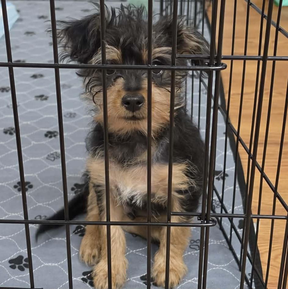 Enlarge Togepi, a Adoptable mixed breed in Eugene, OR image 3/4