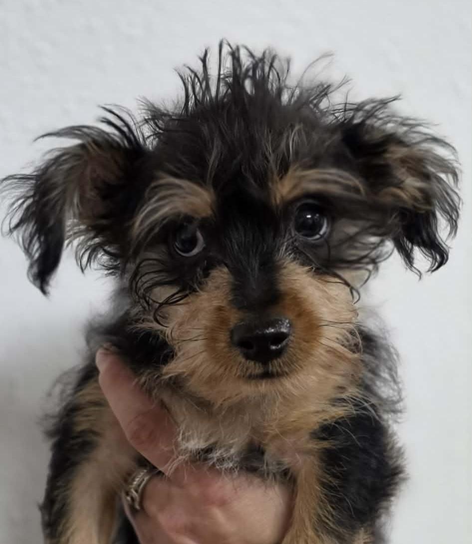 Enlarge Togepi, a Adoptable mixed breed in Eugene, OR image 2/4