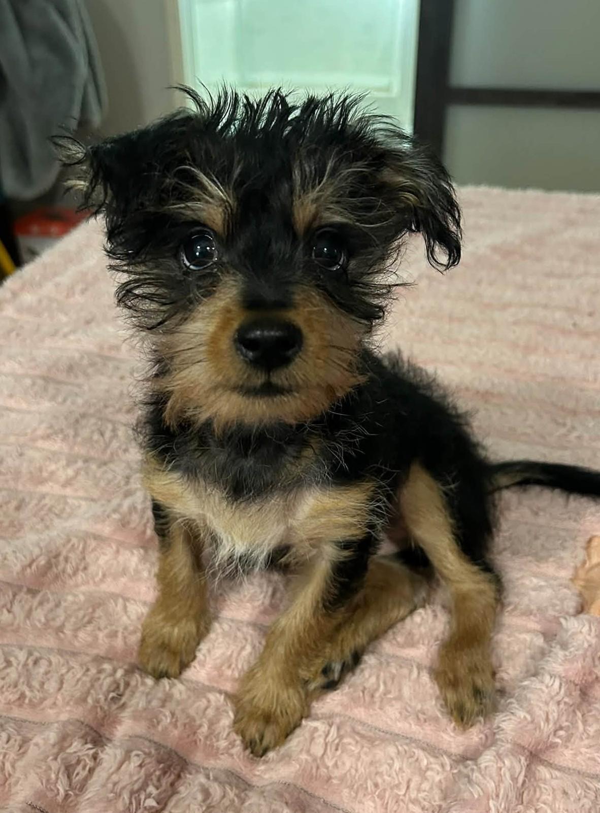 Enlarge Togepi, a Adoptable mixed breed in Eugene, OR image 1/4