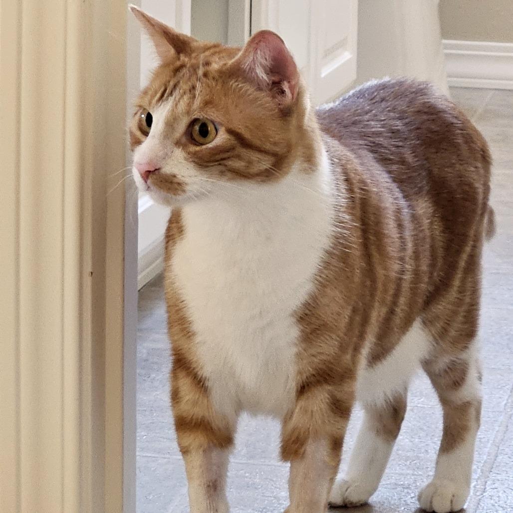 Archie, Adoptable, Adult Male Domestic Short Hair & Domestic Short Hair.