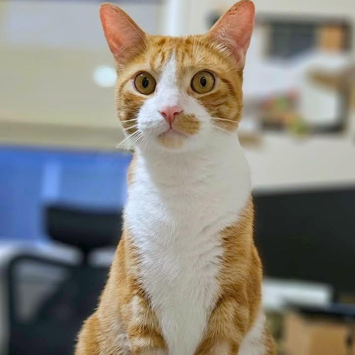 Enlarge Archie, a Adoptable mixed breed in Woodinville, WA image 2/5