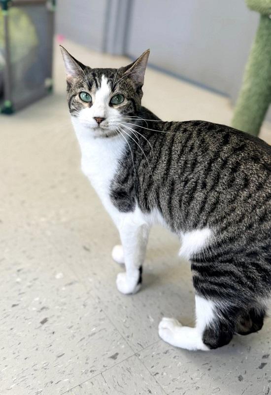 Enlarge SNOWFLAKE, a ADOPTABLE Domestic Short Hair in Pegram, TN image 1/1