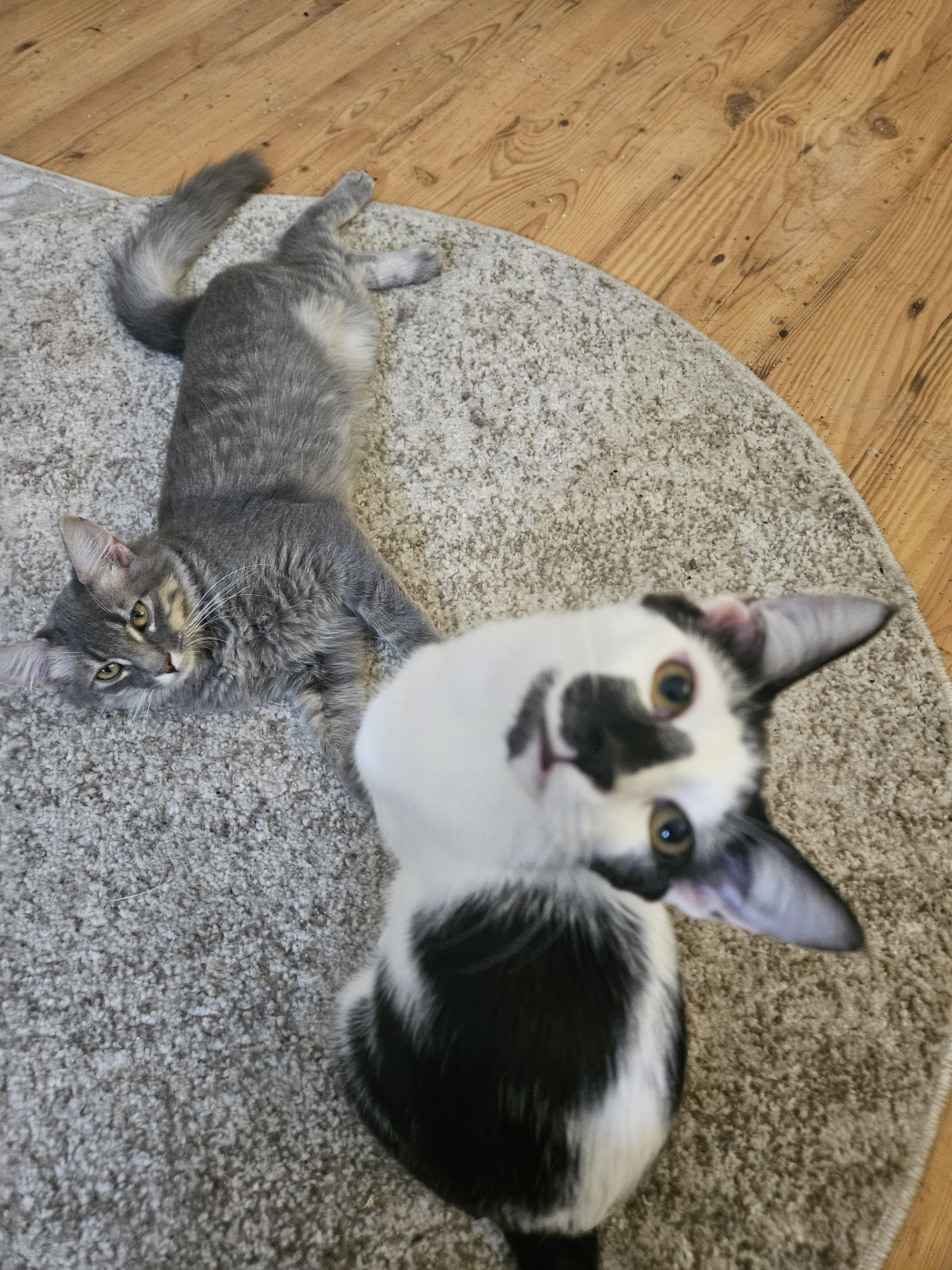 Hera, Adoptable, Kitten Female Domestic Short Hair.