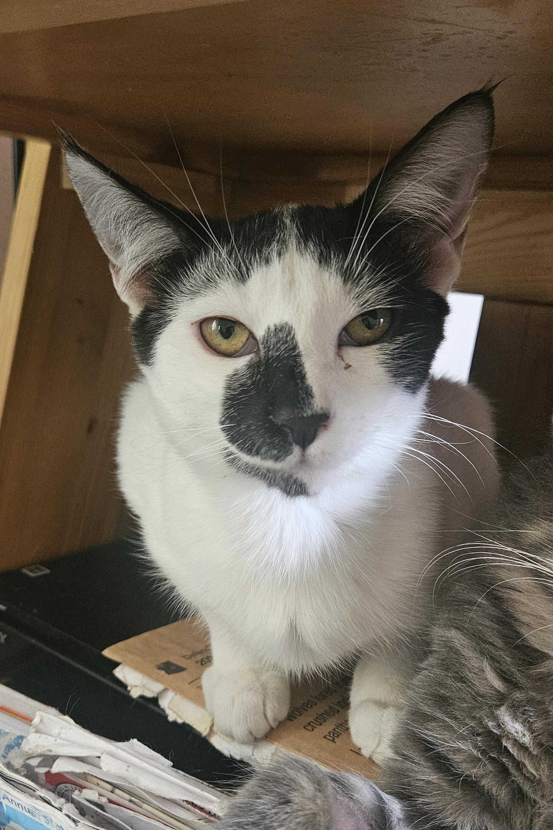 Hera, Adoptable, Kitten Female Domestic Short Hair.