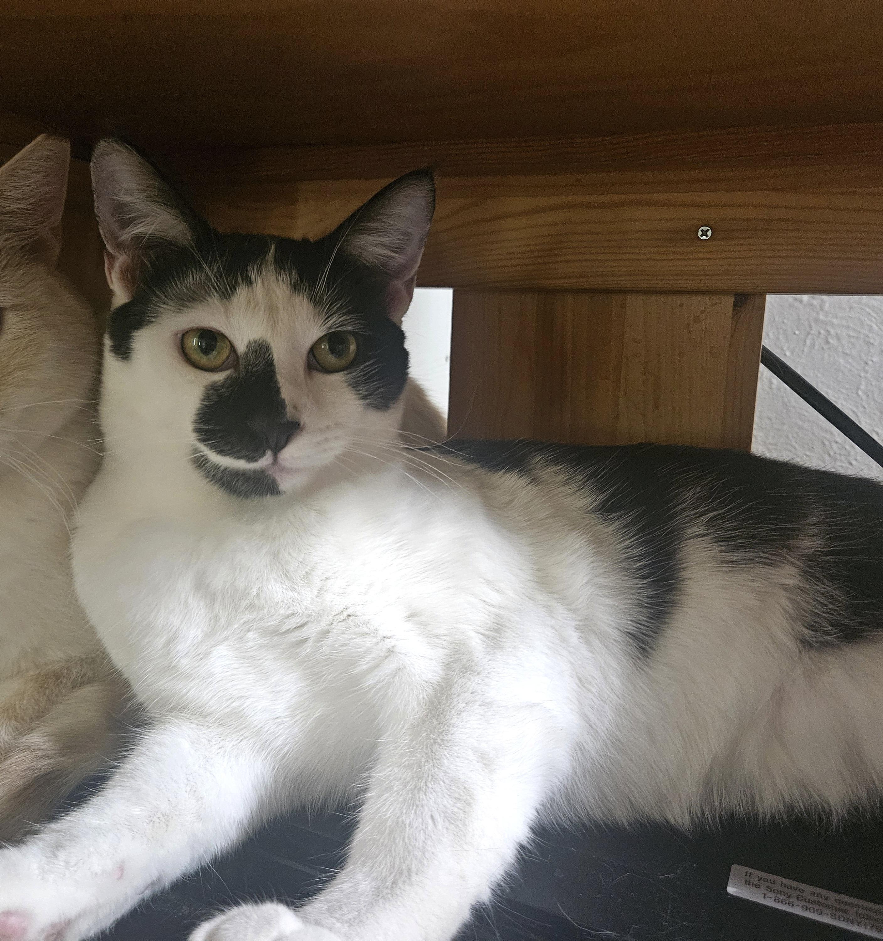 Hera, a Adoptable mixed breed in Youngtown, AZ image 3/3