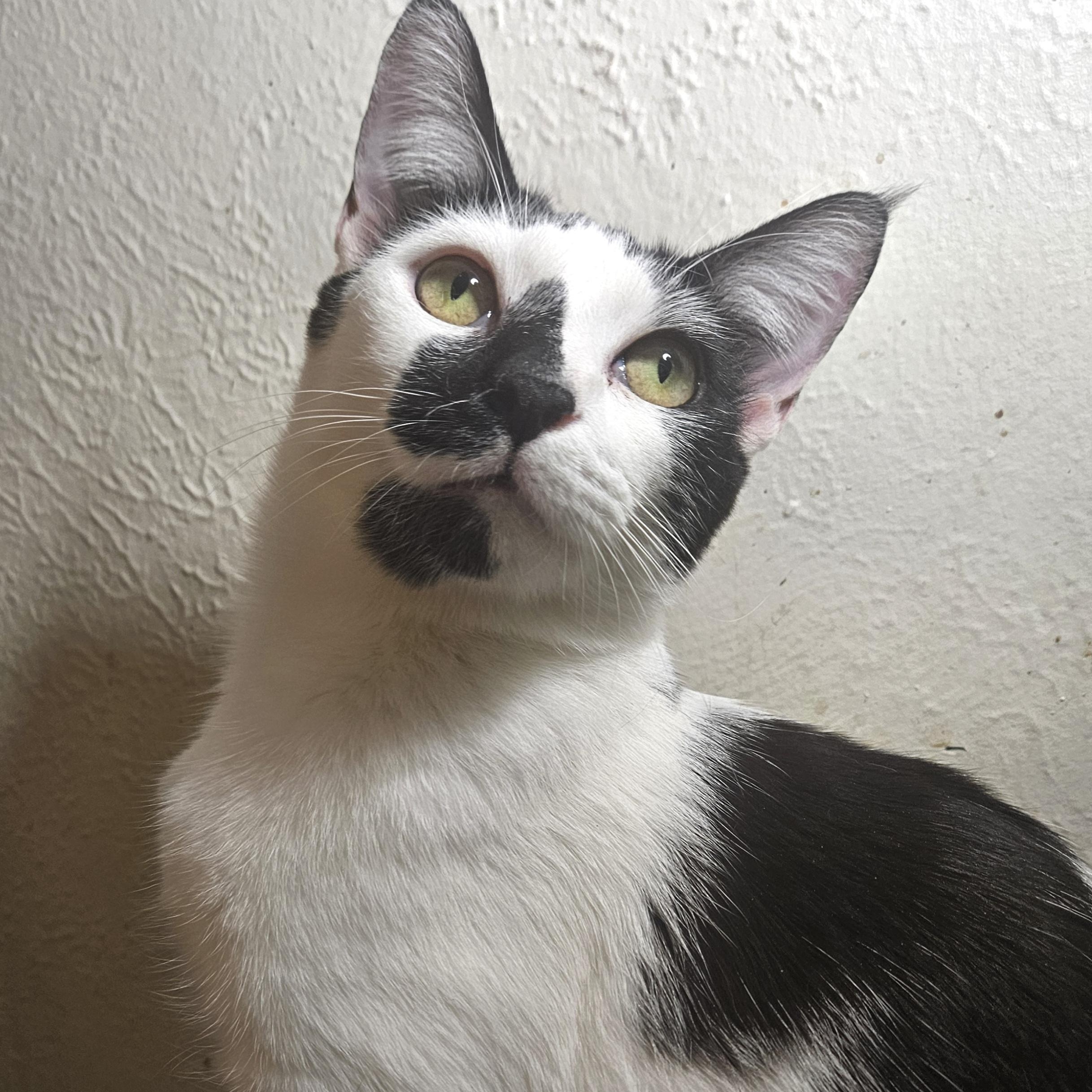 Hera, a Adoptable mixed breed in Youngtown, AZ image 1/4