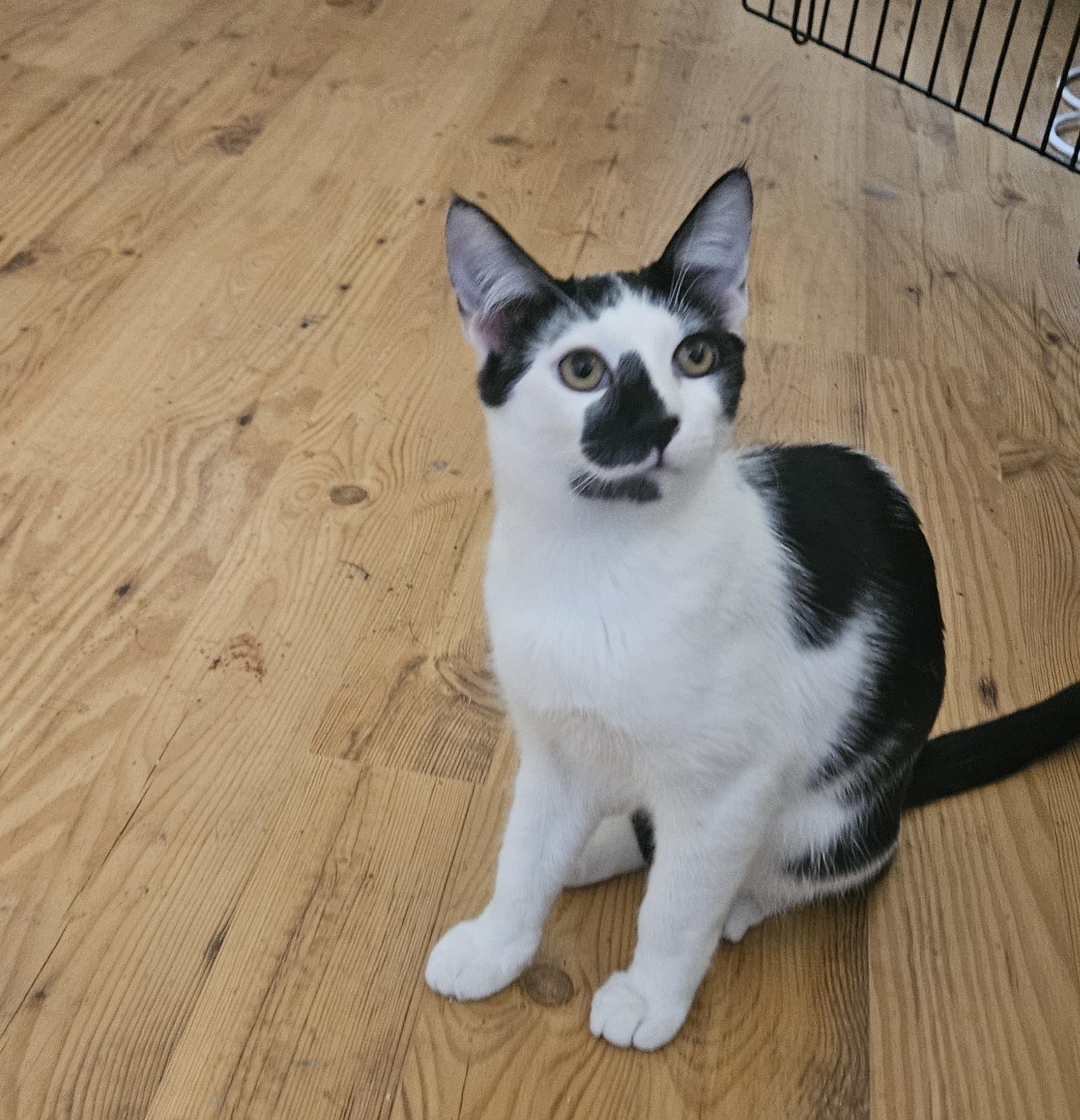 Hera, a Adoptable mixed breed in Youngtown, AZ image 6/6