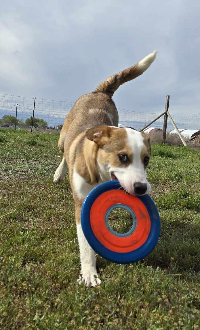 Enlarge Caligo: RIDGE DOG GRADUATE @ LOCAL PRISON FACILITY, a Adoptable mixed breed in Othello, WA image 3/6