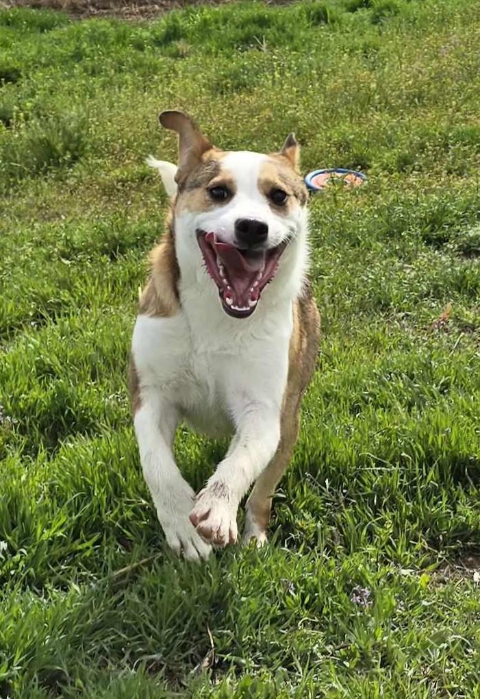 Enlarge Caligo: RIDGE DOG GRADUATE @ LOCAL PRISON FACILITY, a Adoptable mixed breed in Othello, WA image 4/6