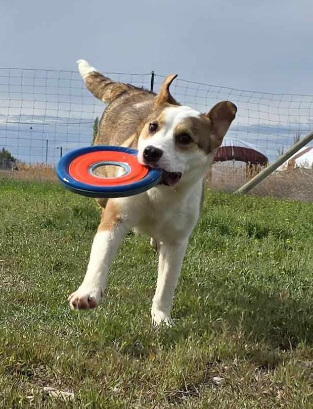 Caligo: RIDGE DOG GRADUATE @ LOCAL PRISON FACILITY, an adoptable Mixed Breed in Othello, WA, 99344 | Photo Image 2