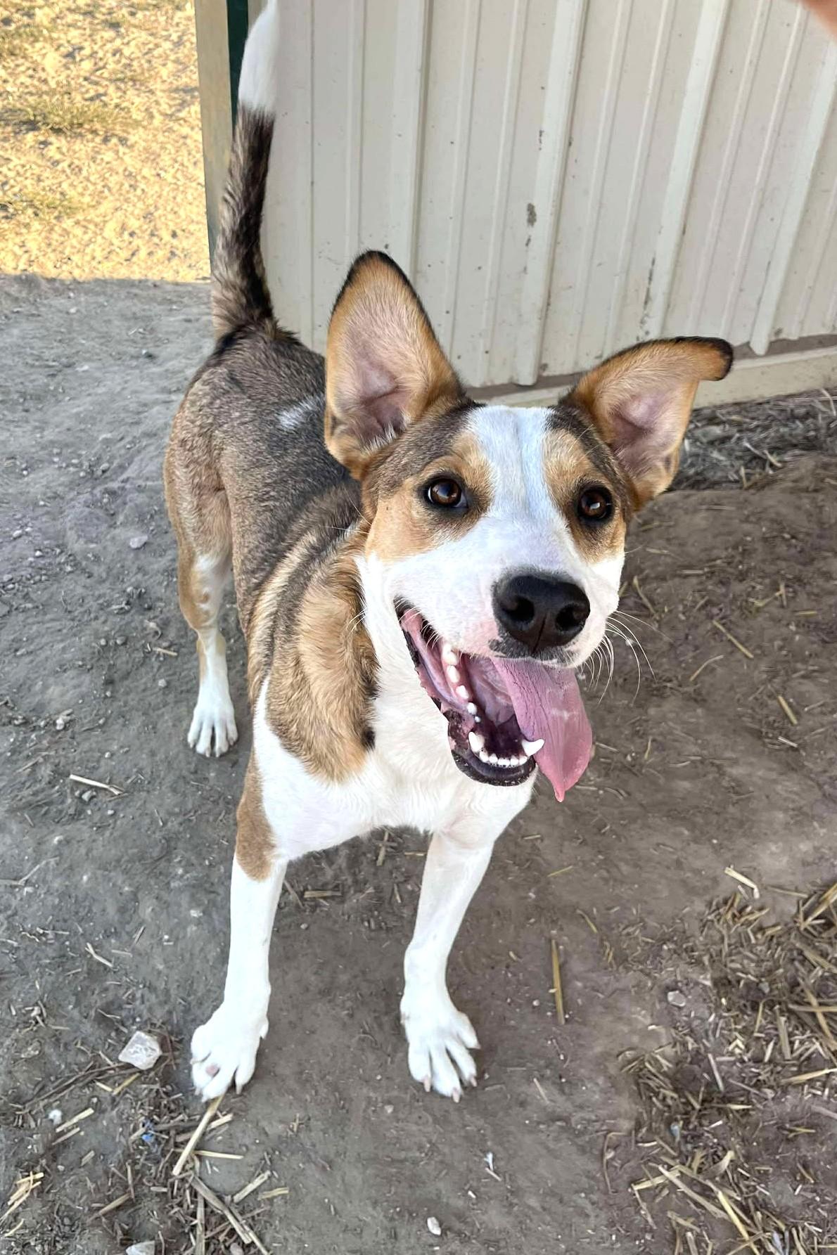 Caligo: RIDGE DOG GRADUATE @ LOCAL PRISON FACILITY, an adoptable Mixed Breed in Othello, WA, 99344 | Photo Image 6
