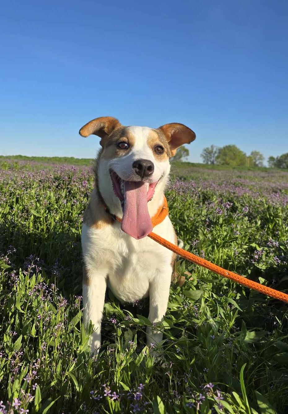 Caligo: RIDGE DOG GRADUATE @ LOCAL PRISON FACILITY, an adoptable Mixed Breed in Othello, WA, 99344 | Photo Image 1