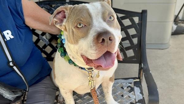 Benji, Adoptable, Adult Male Mixed Breed.