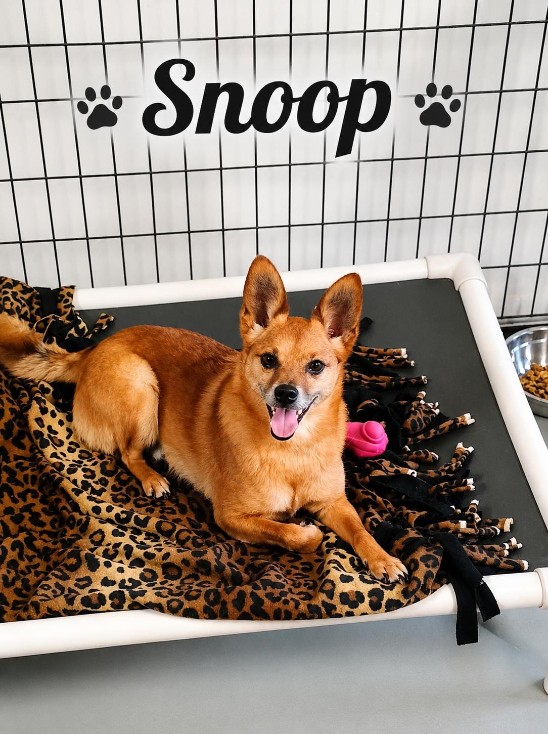 Enlarge Snoop, a ADOPTABLE mixed breed in Momence, IL image 1/1