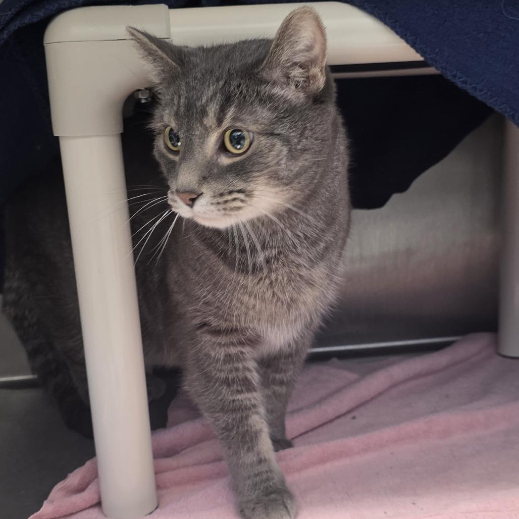 Enlarge Smokey Bones, a Adoptable Domestic Short Hair in Fort Wayne, IN image 1/6