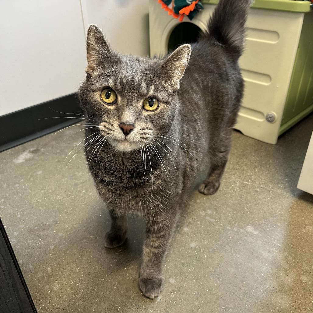 Enlarge Smokey Bones, a Adoptable Domestic Short Hair in Fort Wayne, IN image 2/6