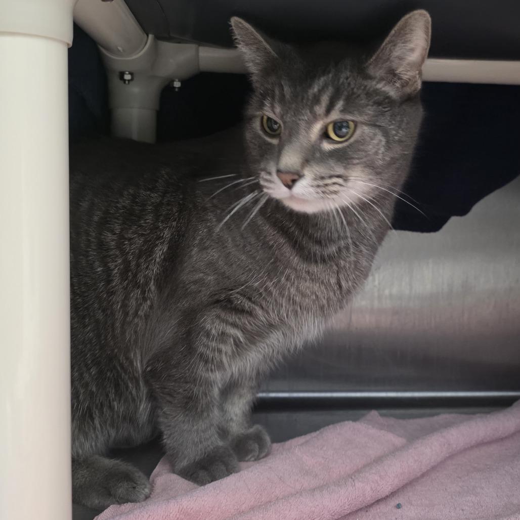 Enlarge Smokey Bones, a Adoptable Domestic Short Hair in Fort Wayne, IN image 3/6