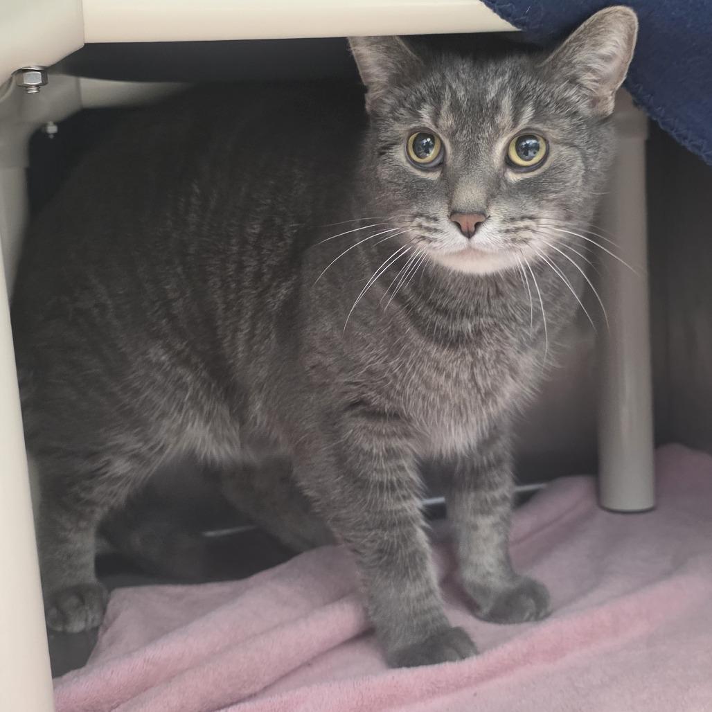 Enlarge Smokey Bones, a Adoptable Domestic Short Hair in Fort Wayne, IN image 4/6