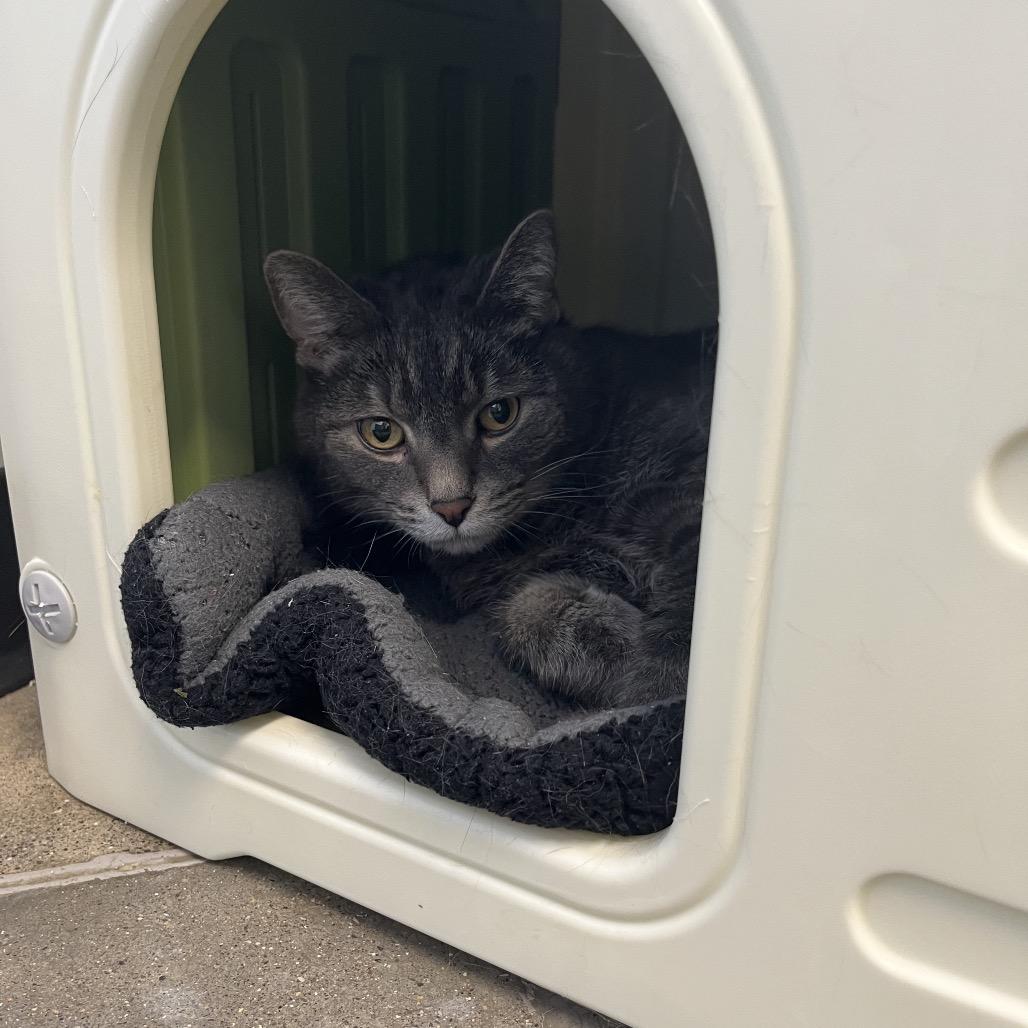 Enlarge Smokey Bones, a Adoptable Domestic Short Hair in Fort Wayne, IN image 5/6