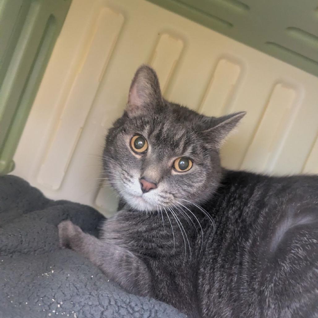 Enlarge Smokey Bones, a Adoptable Domestic Short Hair in Fort Wayne, IN image 6/6