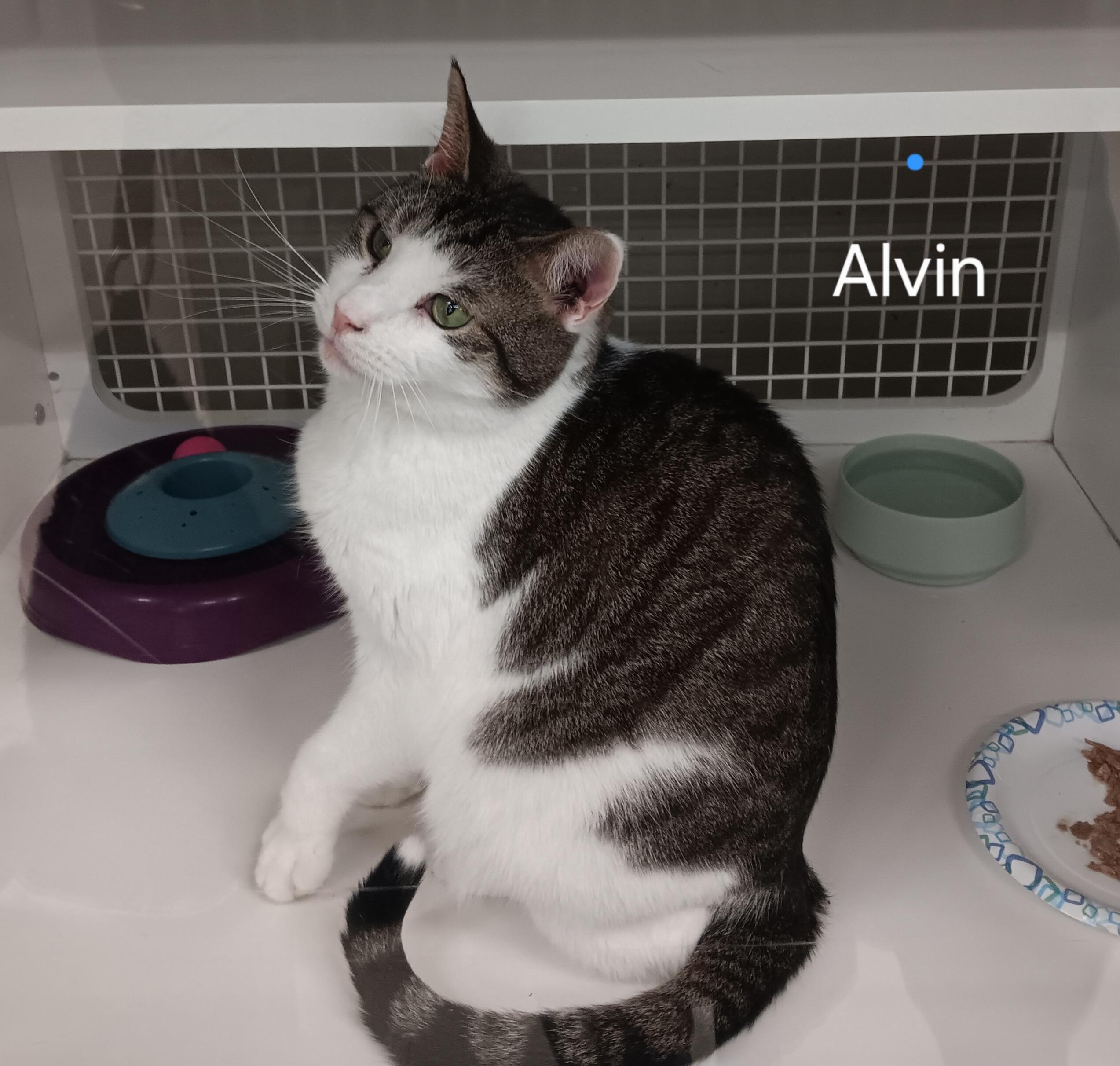 Enlarge Alvin, an adopted Domestic Short Hair in Kenhorst, PA image 1/4