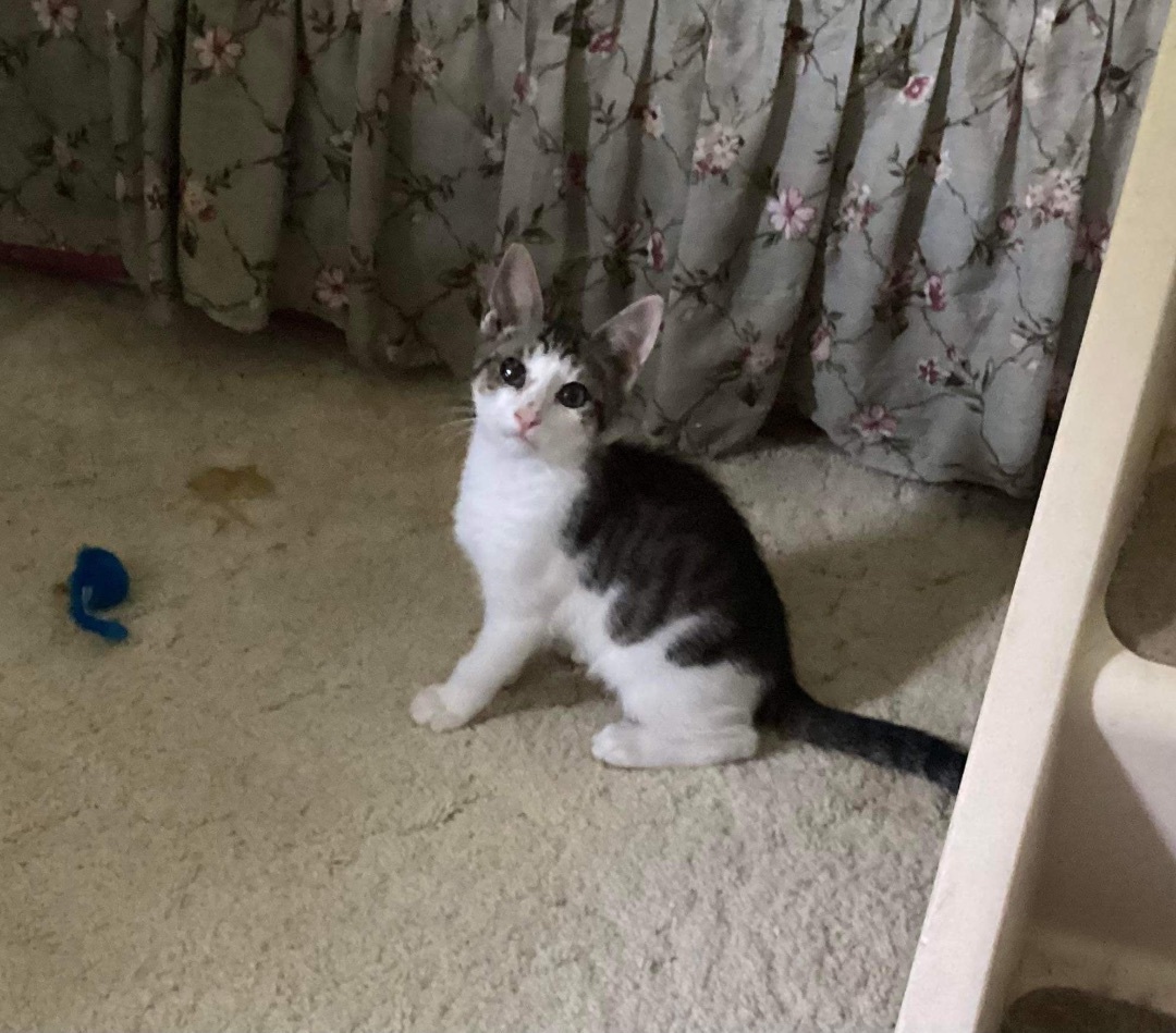 Alvin, Adoptable, Kitten Male Domestic Short Hair.