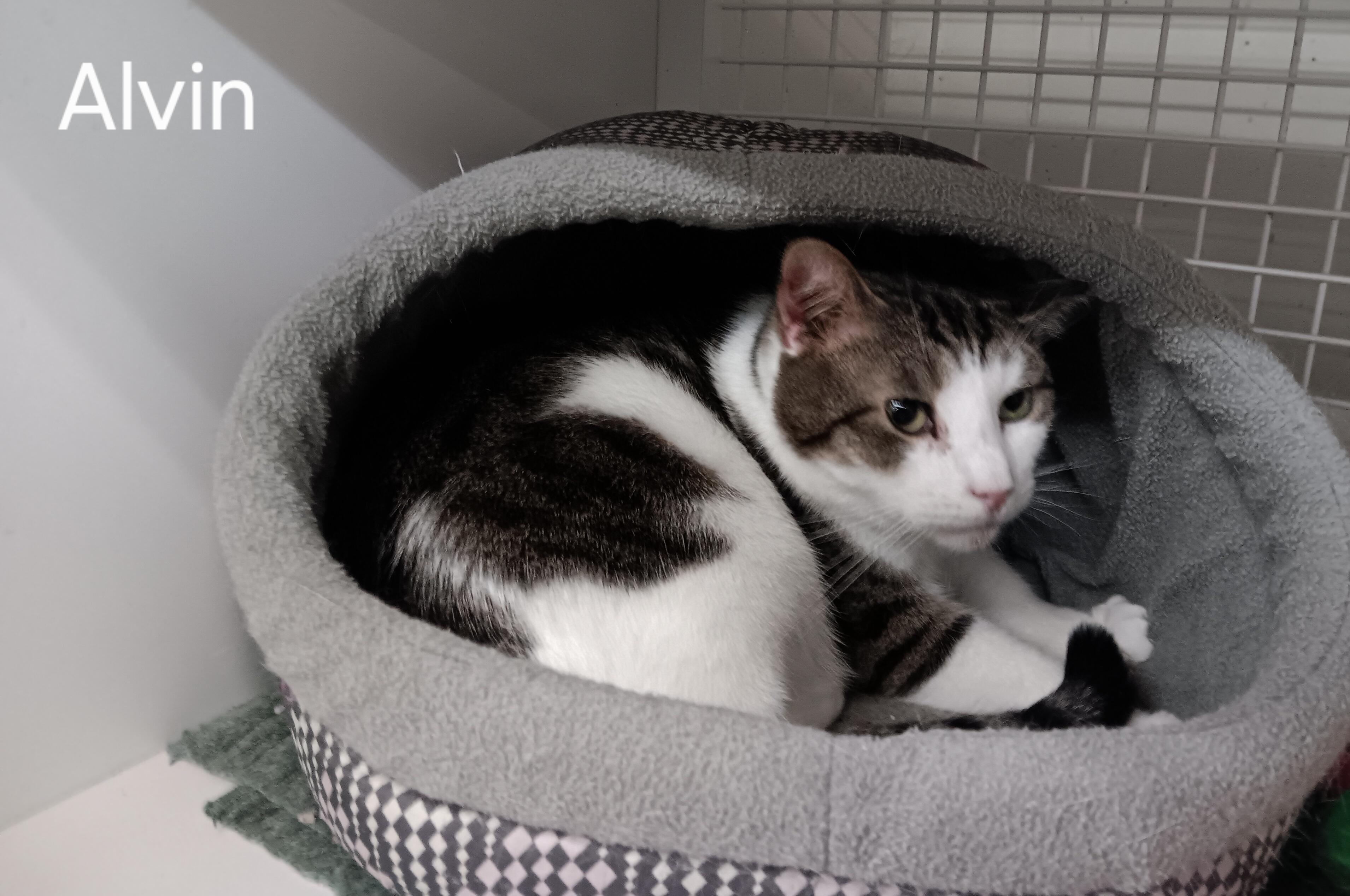 Enlarge Alvin, an adopted Domestic Short Hair in Kenhorst, PA image 4/4