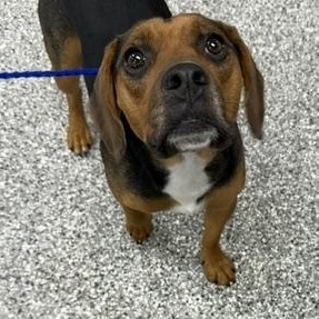 Remi, ADOPTABLE, Young Male Beagle.