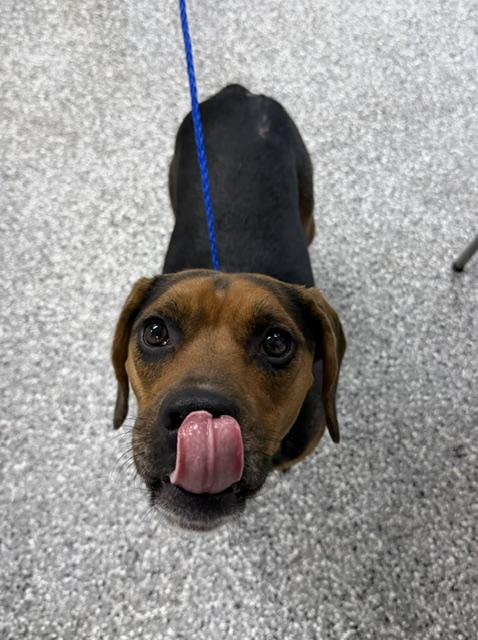 Enlarge Remi, a ADOPTABLE Beagle in Bryan, OH image 2/3